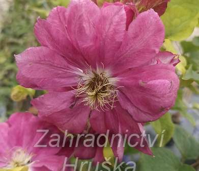 plamének - Clematis 'Akafuji'