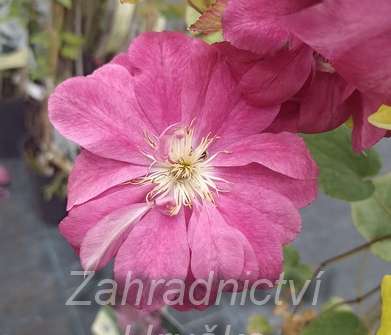 plamének - Clematis 'Akafuji'