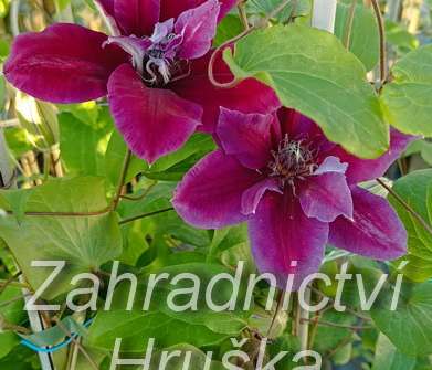 plamének - Clematis 'My Beauty'