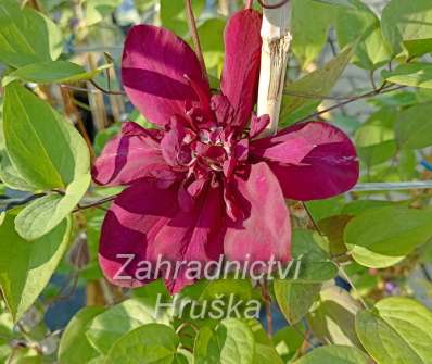 plamének - Clematis 'Jan III Sobieski'