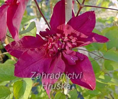 plamének - Clematis 'Jan III Sobieski'