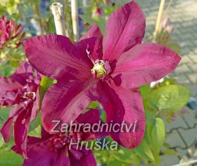 plamének - Clematis 'Jan III Sobieski'