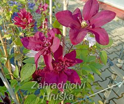 plamének - Clematis 'Jan III Sobieski'