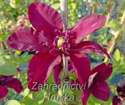 plamének - Clematis 'Jan III Sobieski'