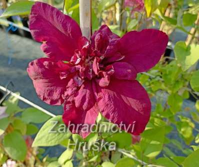 plamének - Clematis 'Jan III Sobieski'