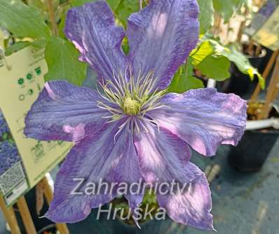plamének - Clematis 'Rhapsody'