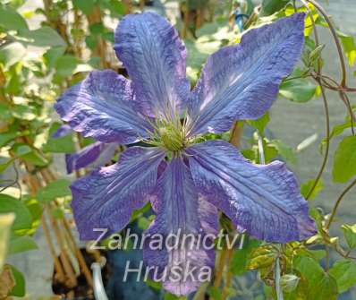 plamének - Clematis 'Rhapsody'