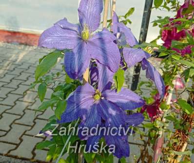 plamének - Clematis 'Rhapsody'