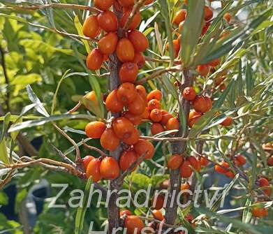rakytník - Hippophae rhamnoides Leikora