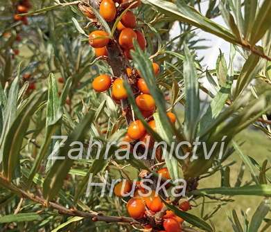 rakytník - Hippophae rhamnoides Leikora