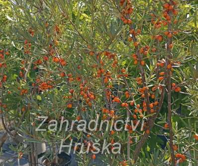 rakytník - Hippophae rhamnoides Leikora
