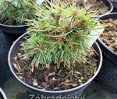Borovice - Pinus banksiana 'Natalia'