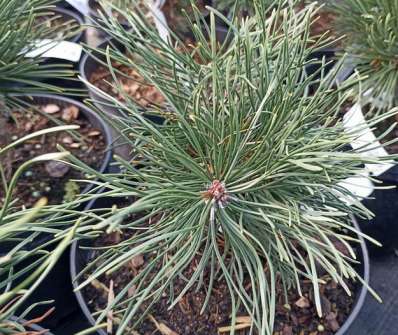 Borovice - Pinus mugo 'Dendria'
