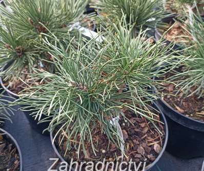 Borovice - Pinus mugo 'Dendria'