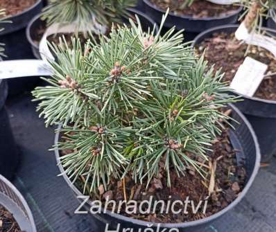 Borovice - Pinus mugo 'Little Boy'