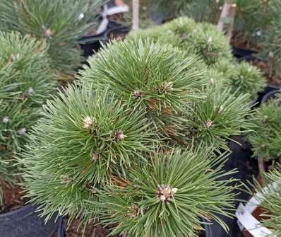 Borovice - Pinus nigra 'Vašula'