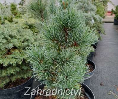 Borovice - Pinus parviflora 'Azuma Yugiri'