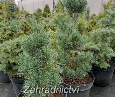 Borovice - Pinus parviflora 'Azuma Yugiri'