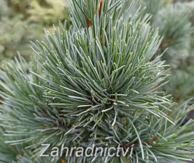 Borovice - Pinus parviflora 'Azuma Yugiri'