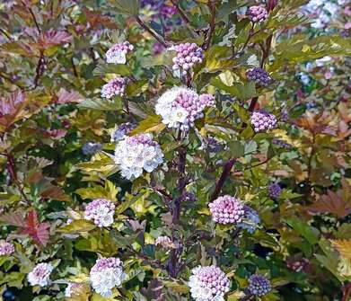 tavola - Physocarpus opulifolius 'Magic Ball'