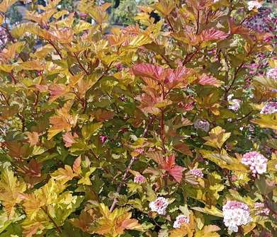 tavola - Physocarpus opulifolius 'Magic Ball'