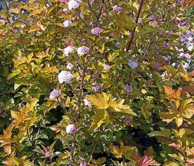 tavola - Physocarpus opulifolius 'Magic Ball'