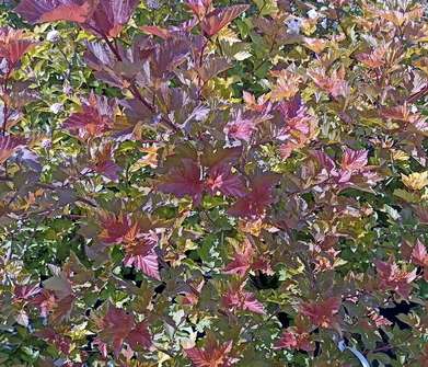 tavola - Physocarpus opulifolius 'Magic Ball'