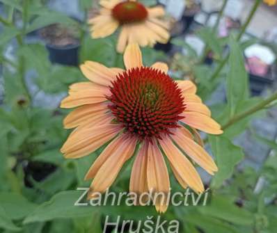 Echinacea Rainbow Apricot