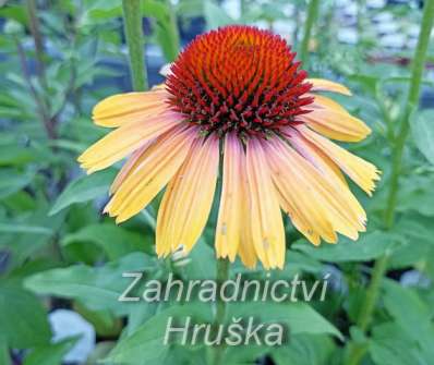 Echinacea Rainbow Apricot