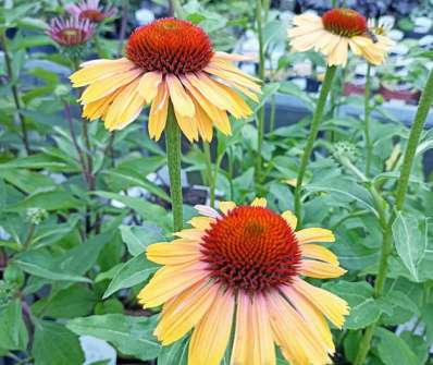 Echinacea Rainbow Apricot