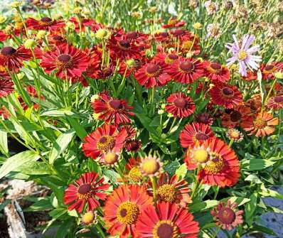 Helenium Mariachi Siesta