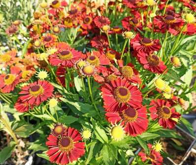 Helenium Mariachi Siesta