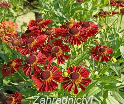 Helenium Mariachi Siesta