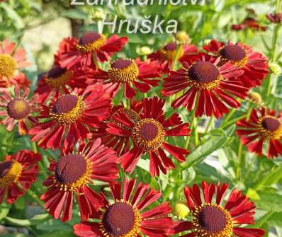 Helenium Mariachi Siesta