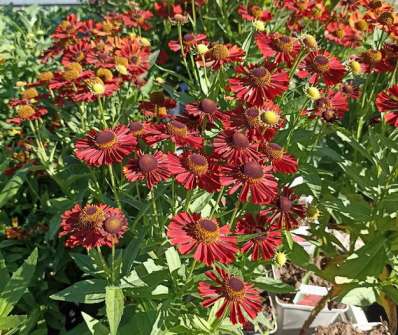 Helenium Mariachi Siesta