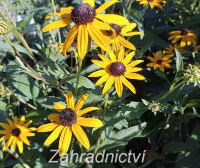 Rudbeckia fulgida City Garden