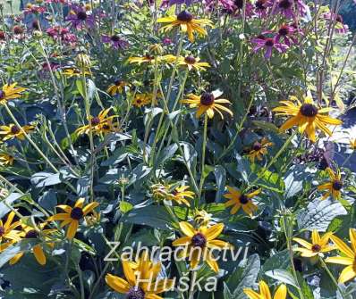 Rudbeckia fulgida City Garden