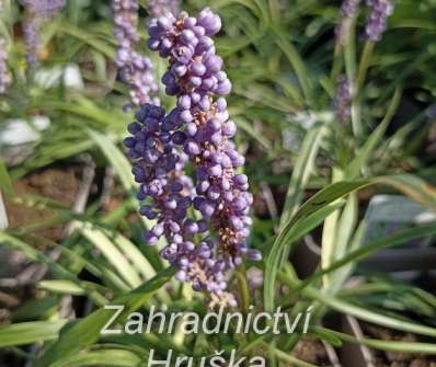 Liriope muscari Moneymaker