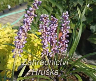 Liriope muscari Moneymaker