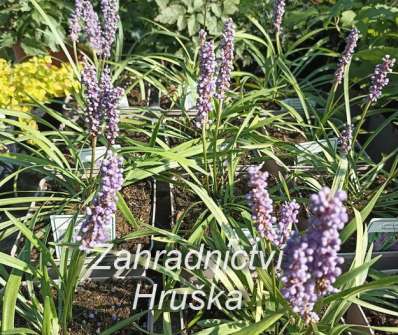 Liriope muscari Moneymaker