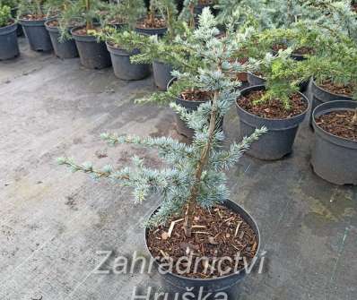 cedr - Cedrus atlantica 'Vosyka'