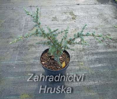 cedr - Cedrus atlantica 'Vosyka'