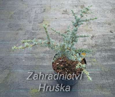 cedr - Cedrus atlantica 'Vosyka'