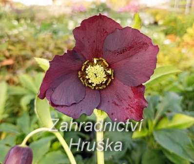 Helleborus Pretty Ellen Red