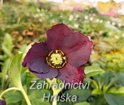 Helleborus Pretty Ellen Red