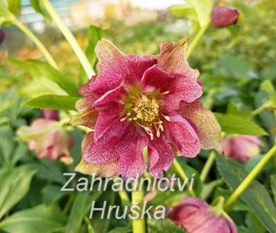 Helleborus orient. Double Ellen Red