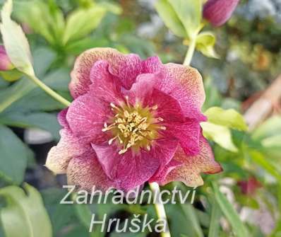 Helleborus orient. Double Ellen Red