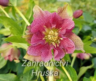 Helleborus orient. Double Ellen Red