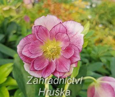 Helleborus orient. Double Ellen Picotee