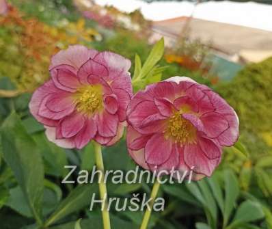 Helleborus orient. Double Ellen Picotee